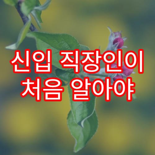 신입 직장인이 처음 알아야 할 4대 보험 기본 구조 안내